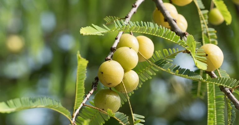 Indian Gooseberry: Benefits, Uses, and Side Effects