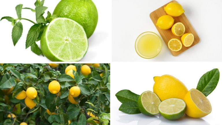 Lemon: Evidence-based Health Benefits