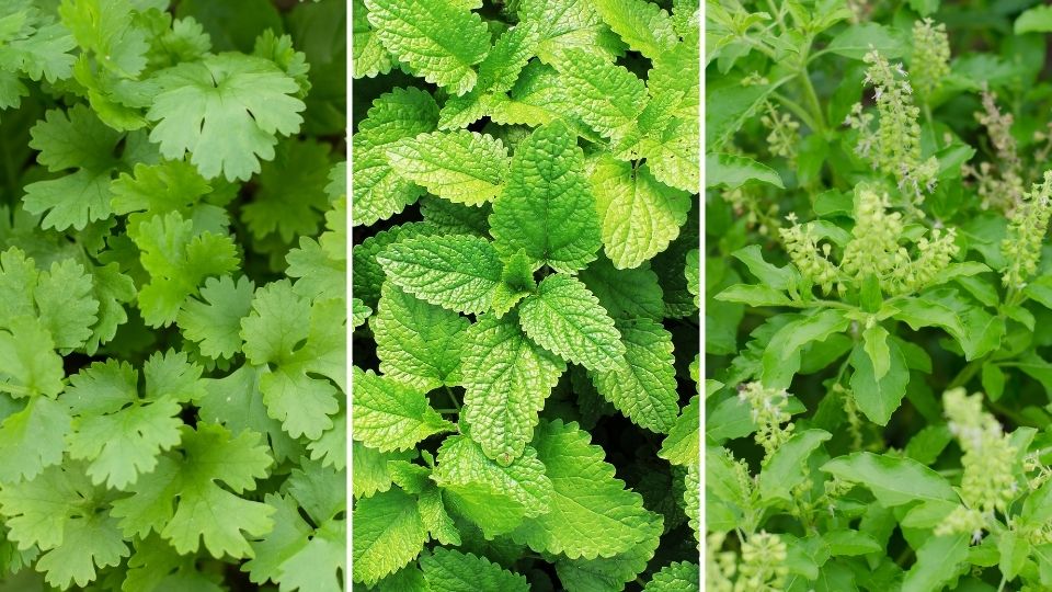 Fresh Herbs Guide | Ayur Times