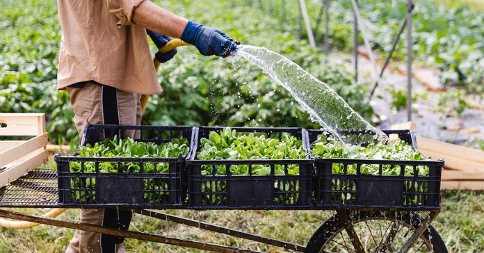 Eating Your Greens May Help You Build Muscle Strength